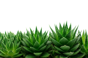 Aloe vera plants in row isolated on white background