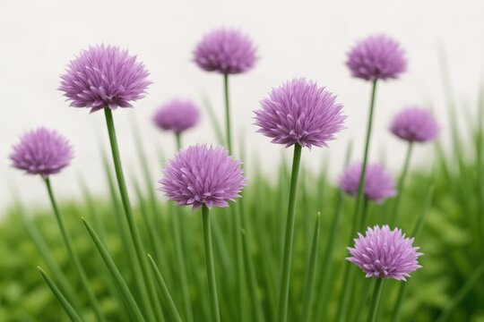 Allium schoenoprasum: The blooming chives