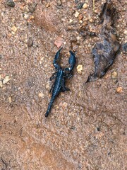 Scorpion 
