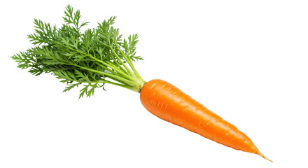 Fresh whole carrot with green leaves isolated on white background