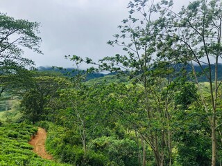 Obraz premium trees in the forest