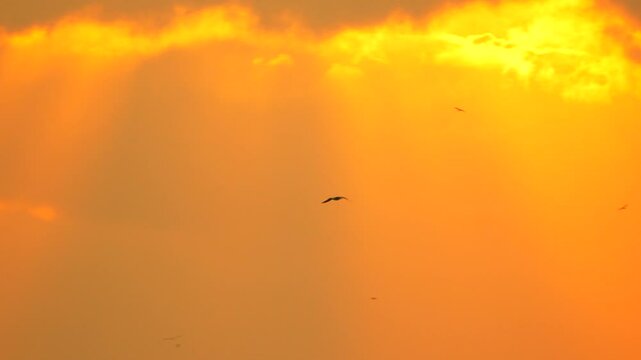 Paraglider Sunset Sky Silhouette - A paraglider flies through the sky at sunset, silhouetted against the vibrant orange clouds.