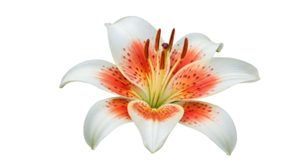 White and orange lily flower isolated on white background