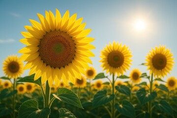 Fototapeta premium Stunning sunflower display in full bloom