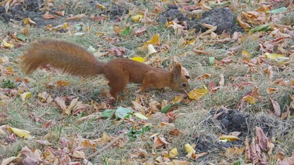 squirrel in the forest.squirrel in the forest. Kyiv. Ukraine.