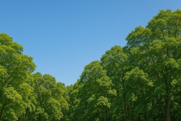 A peaceful scene featuring vibrant green foliage reaching up to a bright blue sky, highlighting the calmness and natural splendor of the outdoors.