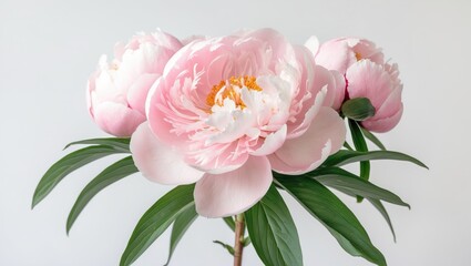 Delicate pastel pink peony bloom set against a plain white backdrop