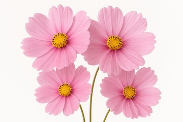 A detailed macro photograph of gentle pink blossoms set against a plain white backdrop, highlighting the fine textures and vivid hues of the petals