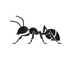 black ant on white background