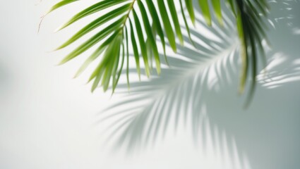 Shadowed coconut leaf blur on a white background for summer design ideas