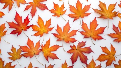 Single autumn maple leaf on a white background