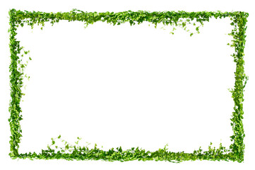vine frame leaf vine circle Isolate on transparent background PNG file