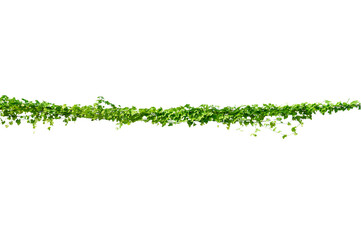 vine frame leaf vine circle Isolate on transparent background PNG file