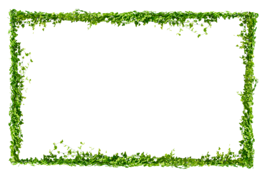 vine frame leaf vine circle Isolate on transparent background PNG file