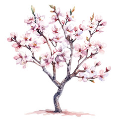 Fototapeta premium Almond Tree Spring Bloom, watercolor illustration vector, isolated on a white background.