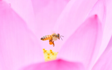 ピンク色の蓮の花の中を飛翔するミツバチ
