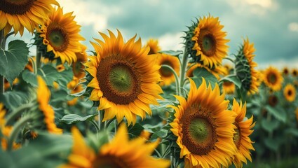 Fototapeta premium Field of sunflowers with flowers sunflower against the sky. Cultivation of sunflowers and a cute honey bee on a bright yellow flower, with sunflower swaying in the wind during summer vacation.