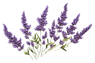 Naklejka premium PNG Lavender in embroidery style blossom flower plant.