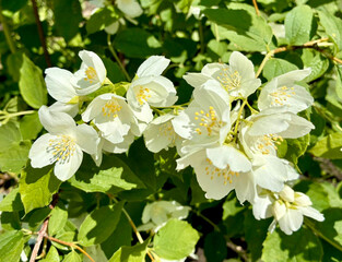 Fototapeta premium Close up of delicate white jasmine flowers with bright yellow stamens amidst lush green foliage. Philadelphus. Mock orange. Blooming jasmine shrub on summer day. 