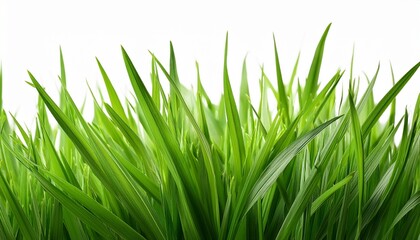 Fototapeta premium vibrant green grass blades isolated on white background