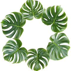 Tropical monstera leaves frame nature decoration on transparent background