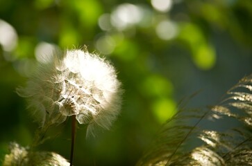 dandelion seeds in the sun