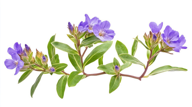 Isolated flowers of Myrtle-leaf milkwort (Polygala myrtifolia) with green foliage, on white background with clipping path