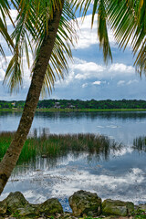 Tropical natural Mexican palm trees with coconuts and blue sky background at Tulum ruins archeological site in Tulum Mexico.	