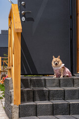 A small red chihuahua dog in a pink dress sits on a hot sunny day on the stone porch of a wooden...