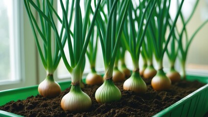 Fresh green onions sprouting in a green container for plants on the windowsill. Fresh green onion sprouts. Selective focus
