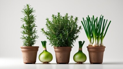 Fresh herbs collection, potted plants, culinary herbs, rosemary and oregano, green onions, inspiration for home gardening.
