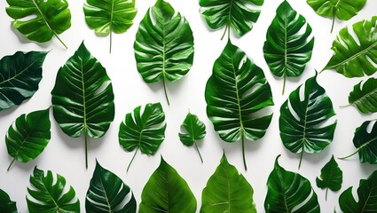 Fototapeta premium Fresh raw mint leaf on a white background. Mint leaf with clipping path.