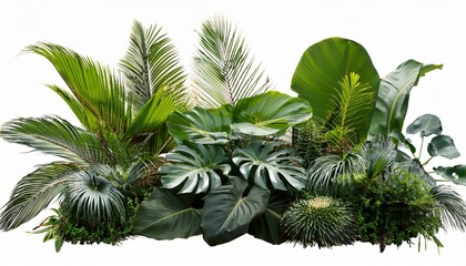 Obraz premium lush greenery featuring various tropical plant isolated on transparent or white background