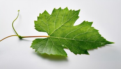intact grapevine leaf crisp detail pure white backdrop copy space green plant