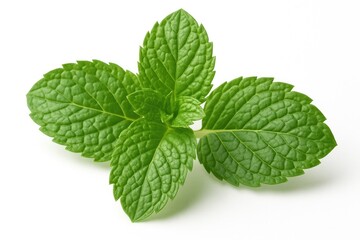 Detailed view of peppermint leaves against a white backdrop