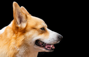 welsh corgi on black background