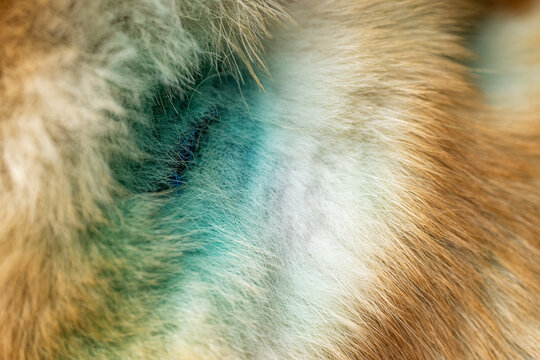 treated wounds on a dog