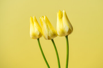 photo of yellow tulips