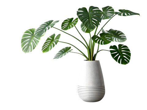 Monstra Plant in a pot, isolated on white background