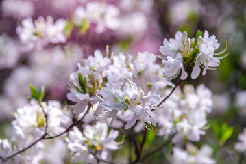 white, rhododendron blooms in the Botanical garden
