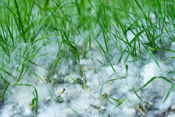 poplar fluff in green grass