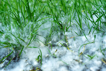 poplar fluff in green grass