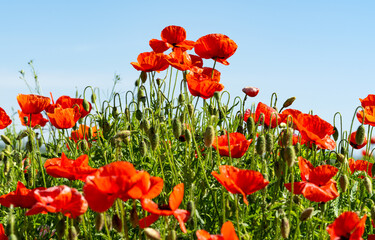 Fototapeta premium red poppies in a meadow