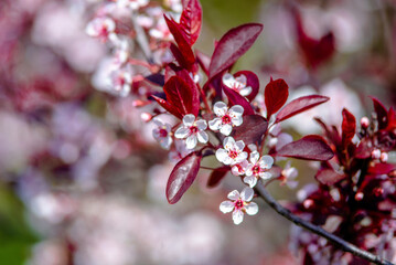 purple leaf sand cherry blossom branch in the garden in spring
