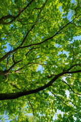oak tree foliage in spring
