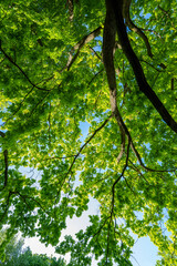 oak tree foliage in spring