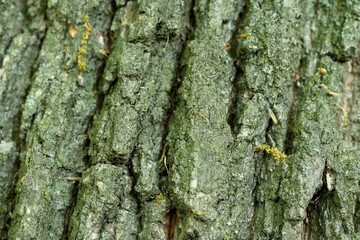 oak tree bark