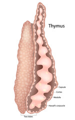 Medical illustration of the human thymus gland showing a longitudinal section with labeled parts including the capsule, cortex, medulla, Hassall's corpuscle, and two lobes.