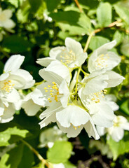 Obraz premium Jasmine flowers with bright yellow stamens amidst lush green foliage. Philadelphus. Mock orange. Blooming jasmine shrub on summer day.