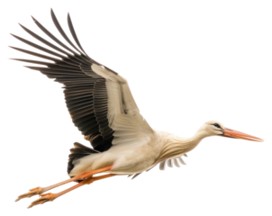 PNG Graceful stork in flight